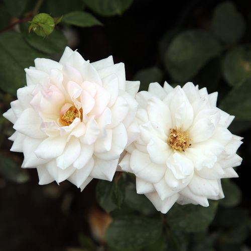 Gärtnerei - Rosa Szent Margit - weiß - floribundarosen - diskret duftend - Márk Gergely - Die Blütezeit beginnt in der ersten Junihälfte und dauert bis zum Herbst fast ununterbrochen an. Sie ist gegen Krankheiten tolerant, verträgt die Trockenheit und ist